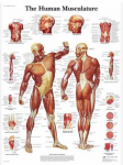 Cilvēka muskulatūra