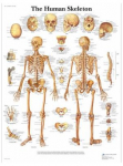 Cilvēka skelets