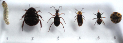 Derīgu kukaiņu kolekcija, 6 gab.