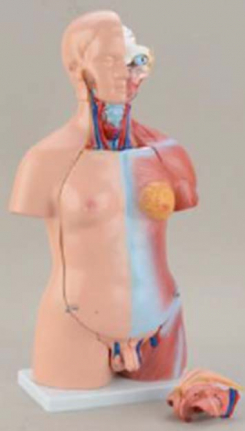 Divdzimumu cilvēka torss     43 cm, 23 daļas