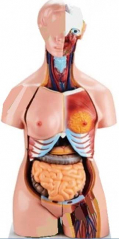 Divdzimumu cilvēka torss     85 cm, 24 daļas