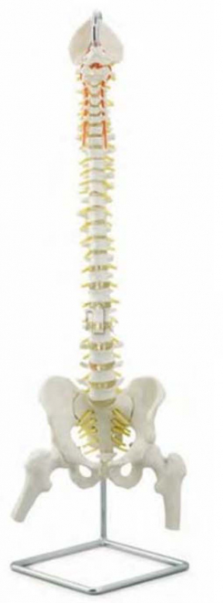 Cilvēka mugurkaula modelis