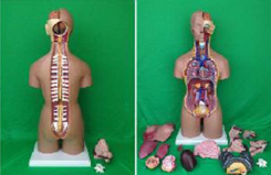 Divdzimumu  cilvēka  torss 55 cm, 20 daļas