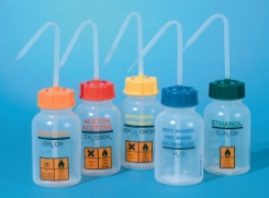 Skalotnes ar platu kaklu