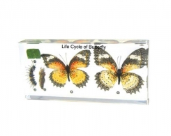 Tauriņa attīstības modelis