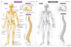 Skelets. Plakāts, 86x116 cm, laminēts, ar turētāju/bez turētāja