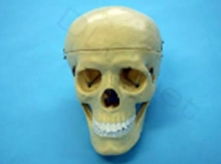 Cilvēka galvaskauss, modelis