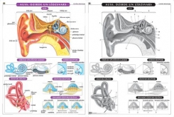  Auss. Dzirde un līdzsvars. Plakāts, 86x116 cm, laminēts, ar turētāju/bez turētāja 