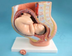 Sievietes(grutn.) modelis