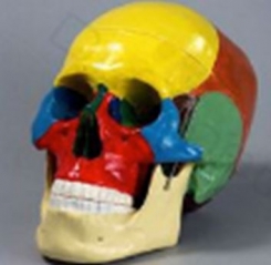 Cilvēka galvaskauss, modelis, krāsainais