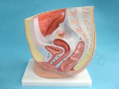 Sievietes  iegurņa anatomiskais modelis