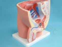 Vīrieša iegurņa anatomiskais modelis