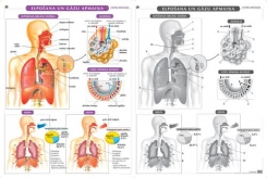 Elpošana un gāzu apmaiņa. Plakāts, 86x116 cm, laminēts, ar turētāju/ bez turētāja