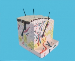 Ādas struktūras modelis, 3D