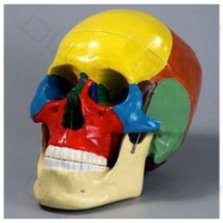 Cilvēka galvaskauss modelis, krāsaina kaulu strukt.