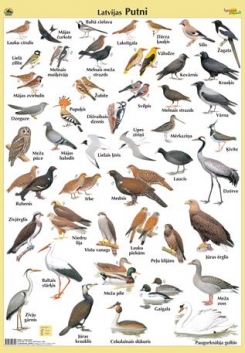 Latvijas putni, 70x100 cm