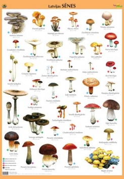 Latvijas sēnes, 70x100 cm