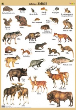 Latvijas Zīdītāji, 70х100 cm