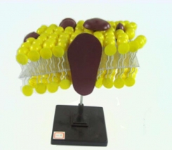 Šūnu membrānu struktūras modelis